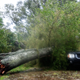 A downed tree from high winds rests against a car in a residential community after Hurricane Matthew passes through on October 7, 2016 in Ormond Beach, Florida. Florida, Georgia, South Carolina and North Carolina have all declared a state of emergency in preparation for Hurricane Matthew. (Image: Getty)